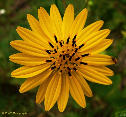 {Silphium terebinthinaceum}